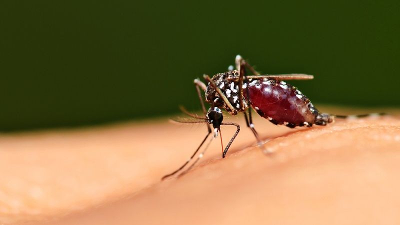 Engineers Harness Mosquito Mouthpart for Ultra-Fine 3D Printing